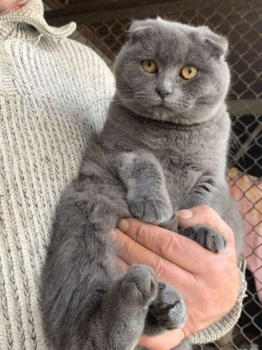 Шотландське кошеня, котик