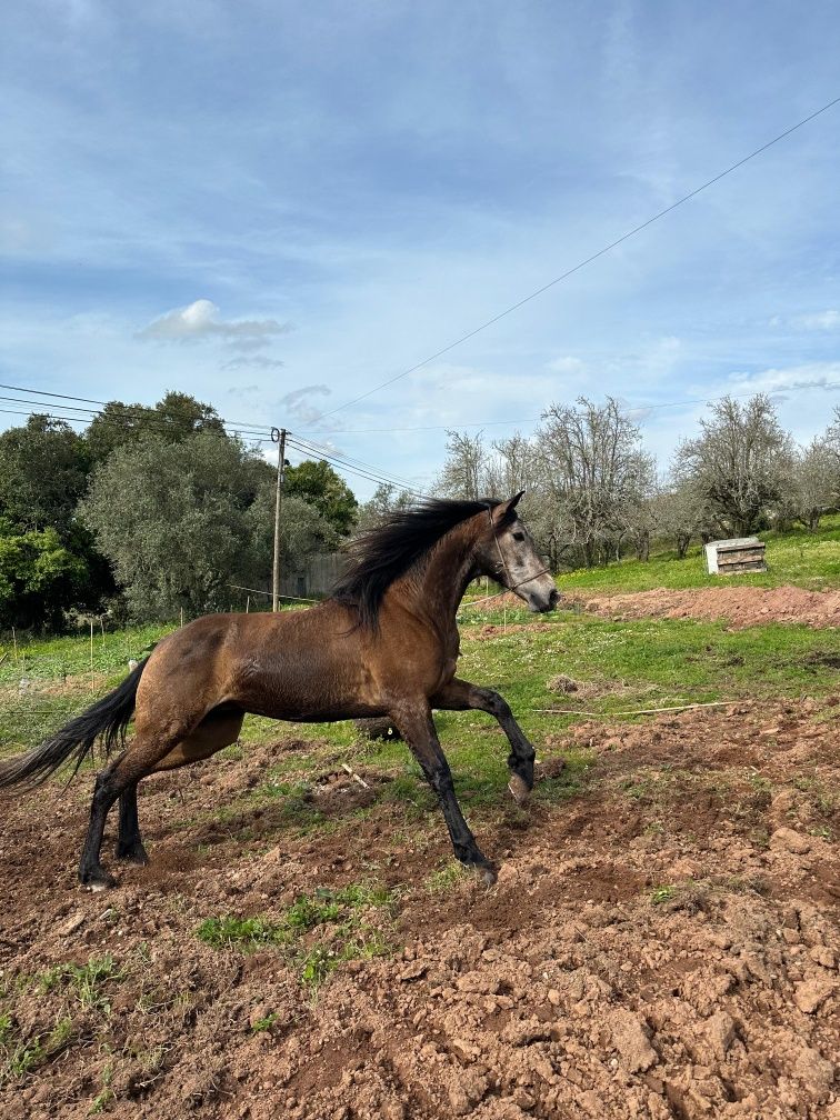 Cavalo novo castrado