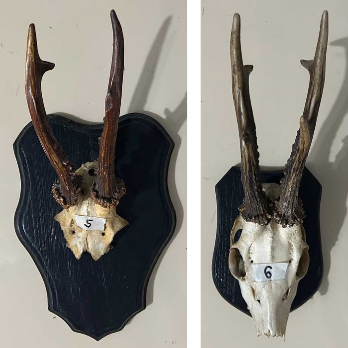 Poroże koziołki rogi kozła sarny na deskach 9szt.
