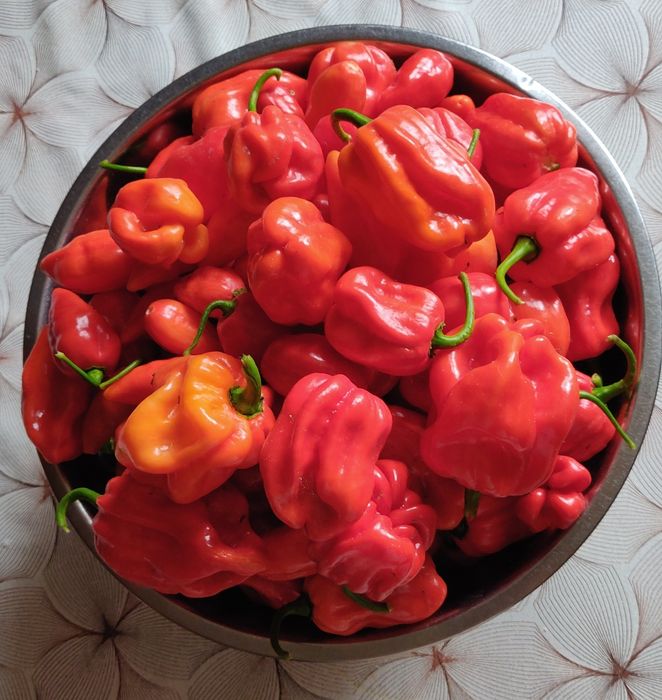 Ostry sos Carolina Reaper