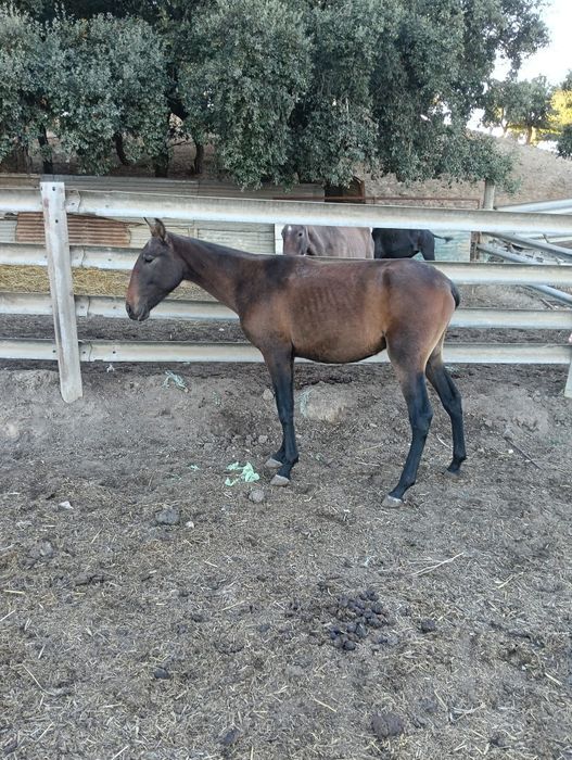 Vendo poldro lusitano