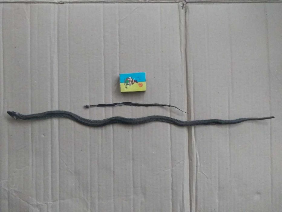 Уж вуж засушений. Сухий.