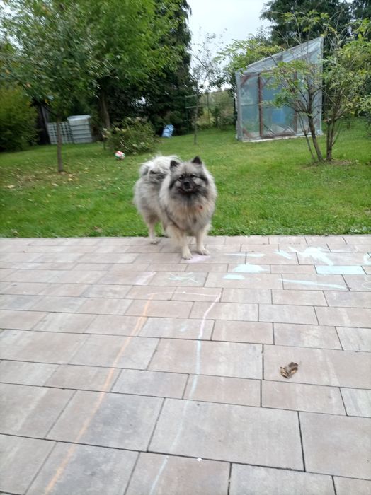 Szpic wilczy 3 lata samiczka