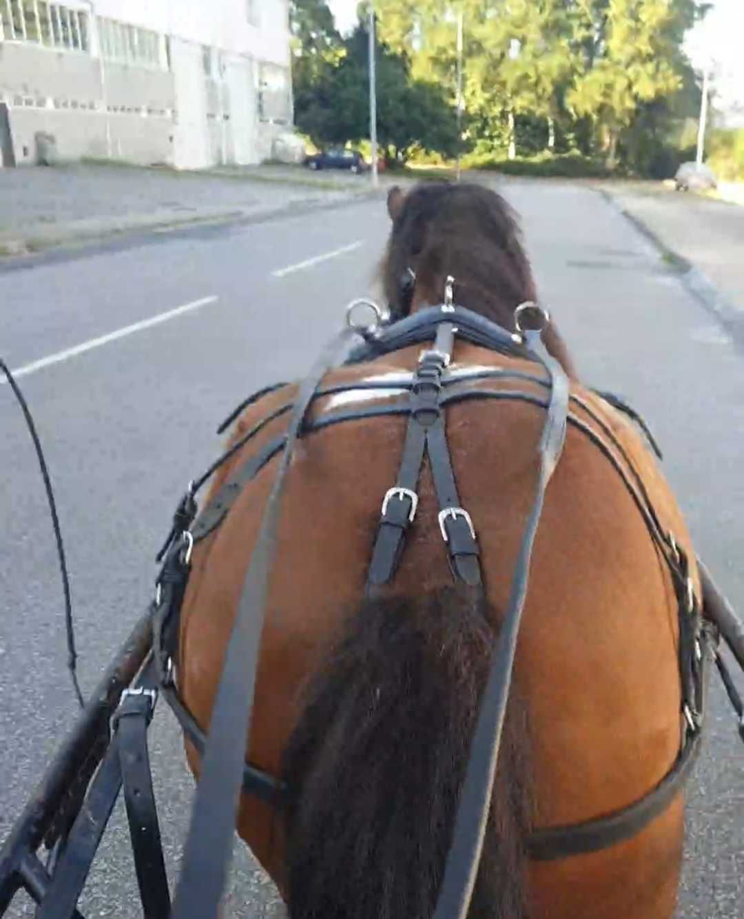 Vendo charrete ponei / arreio /cabeçada com bridão