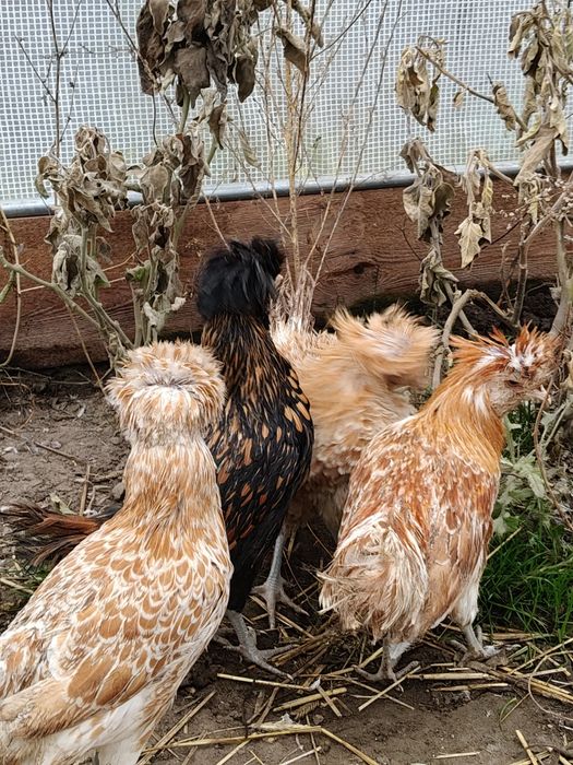 Koguty czubatka wielbłądzia i złotołuskowana