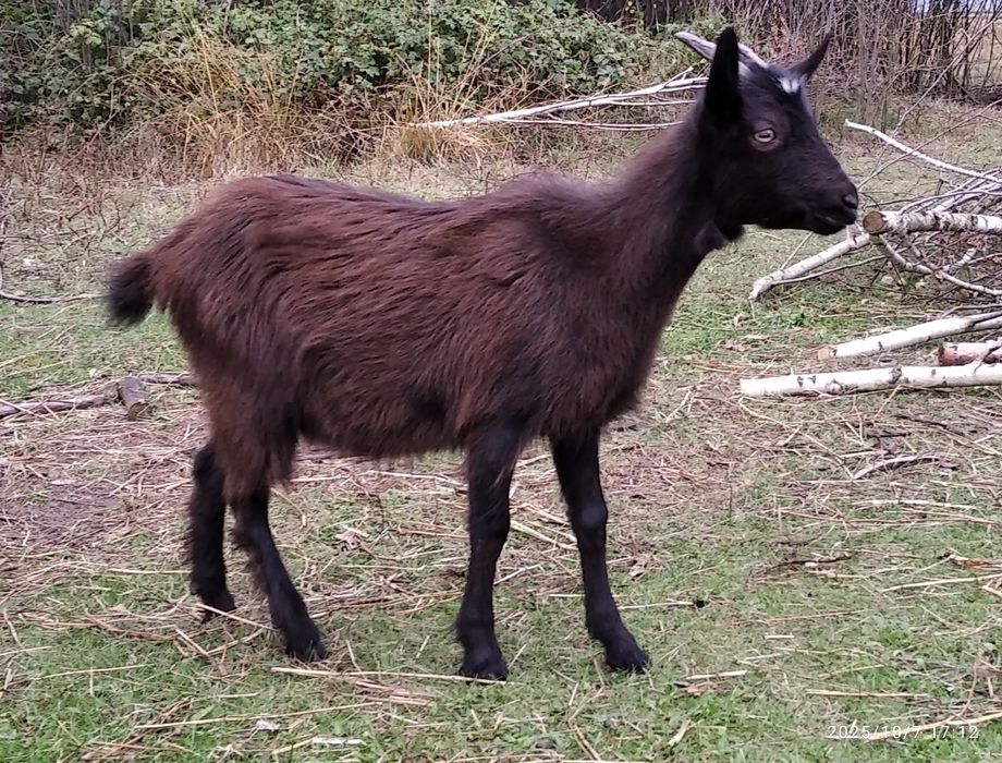 Коза, молоденька.