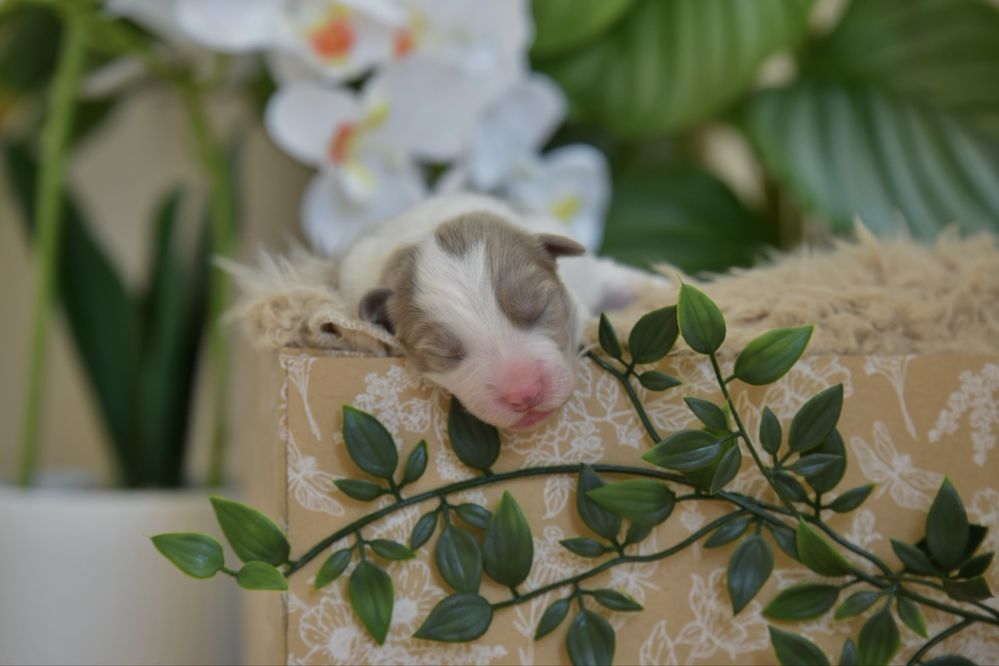 Border collie lilac