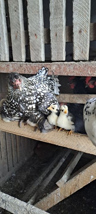 Кури декоративні Бентамки (квочка з курчатками)