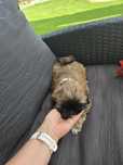 Shih tzu szczeniak