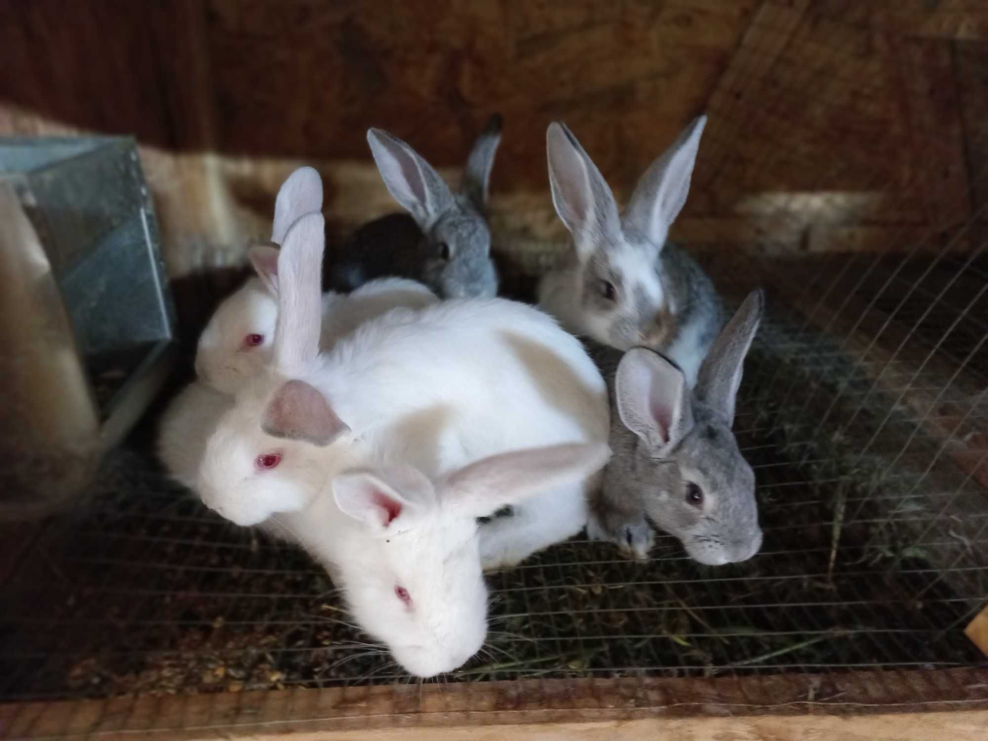 Продаю кроликів віком від 1,5 місяці