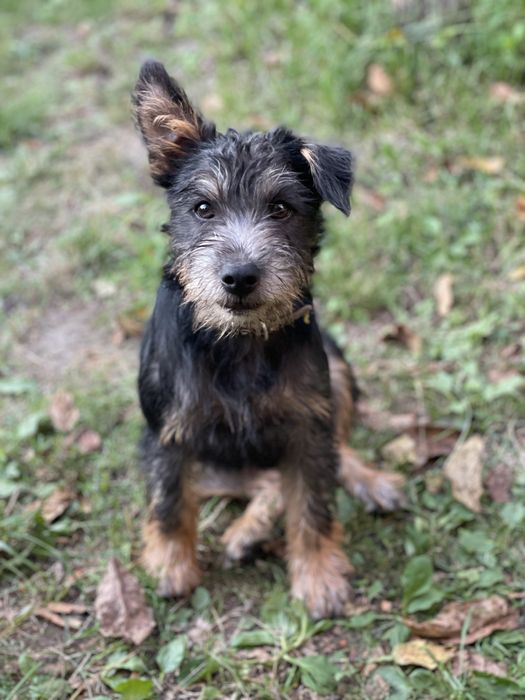 Цуценя/ щеночок 5 міс, хлопчик