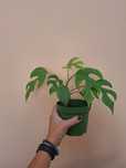 Mini Monstera jovem