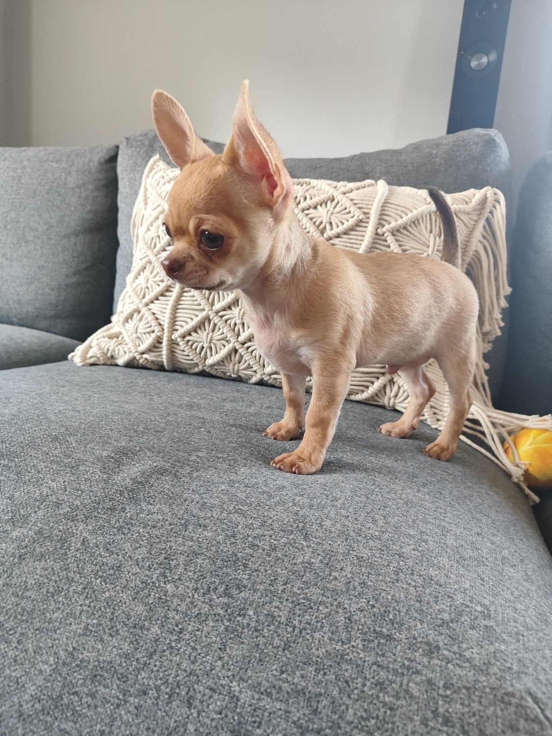 Śliczny piesek rasy chihuahua