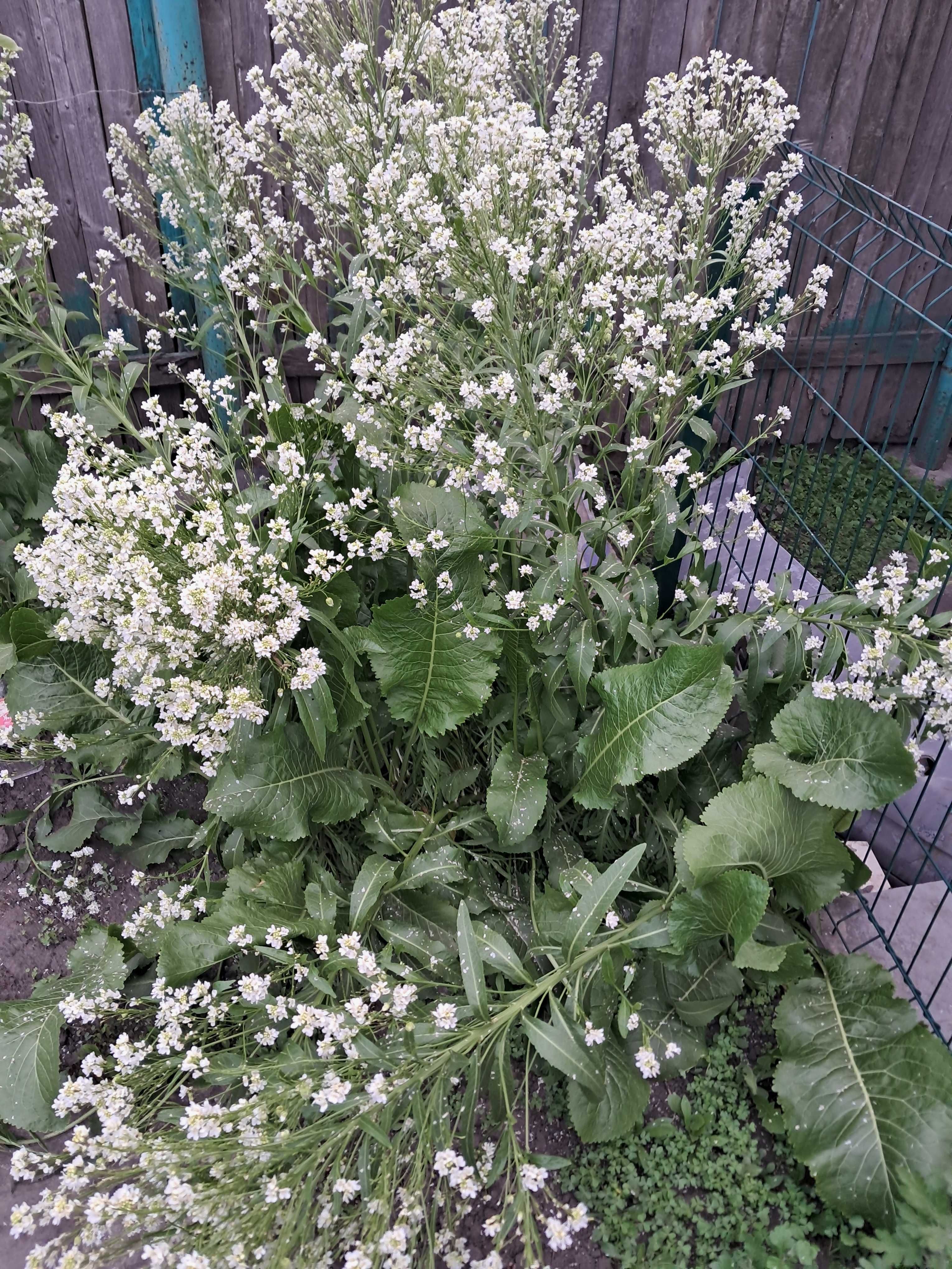 Хрон ( саджанці, листя, корінь)