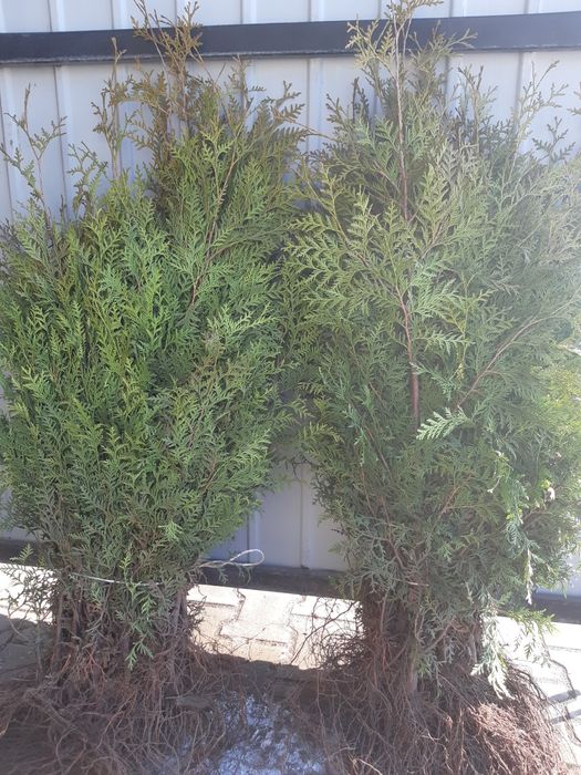 Tuja Thuja Brabant 50 cm