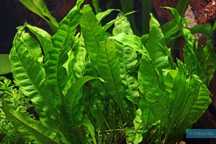 Roślina akwariowa Microsorium pteropus