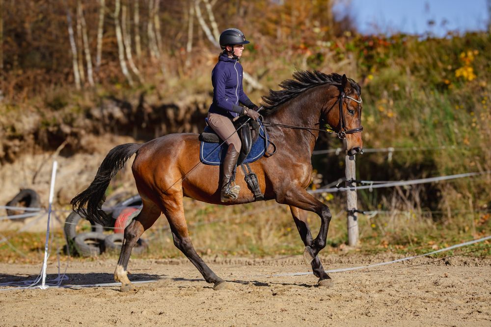 Ujeżdżeniowy 12 letni wałach po Destano. Starty na poziomie C