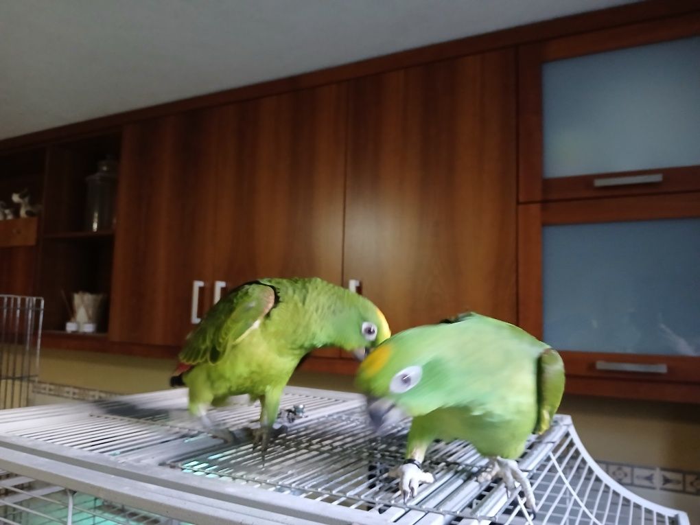 Casal de Amazonas ocrocepalos