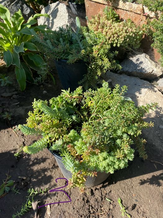 Очиток, седум