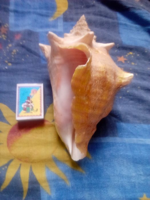 Пропоную ракушку, великого розміру.