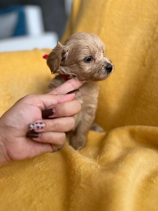 Maltipoo - hybryda maltańczyk i pudel toy