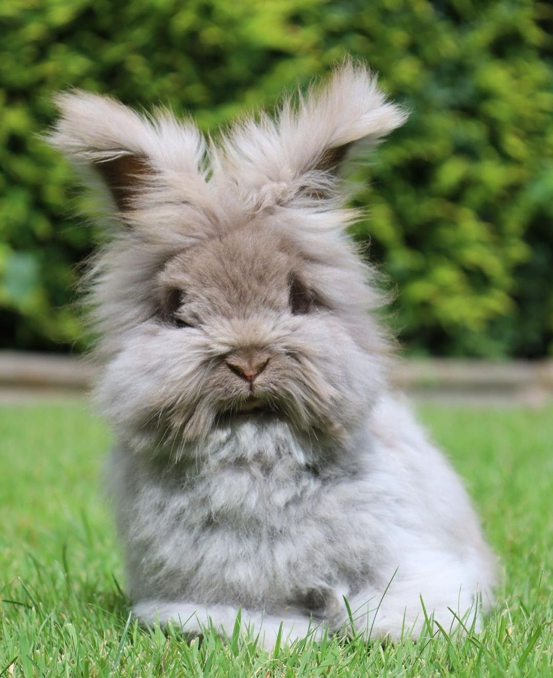 Króliki Angora Angielska Yorczek - do rezerwacji