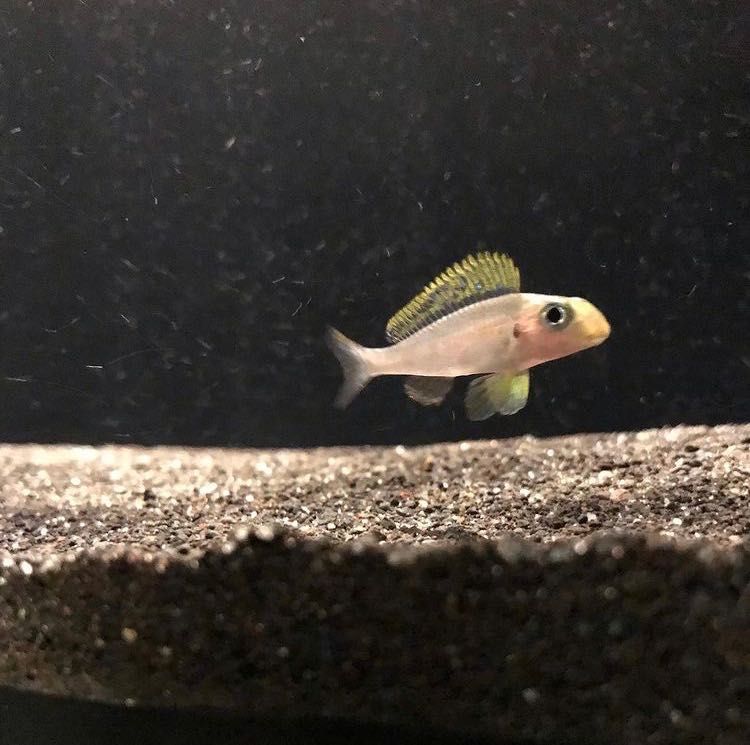 Xenotilapia sp. 'papilio sunflower' Chituta Bay