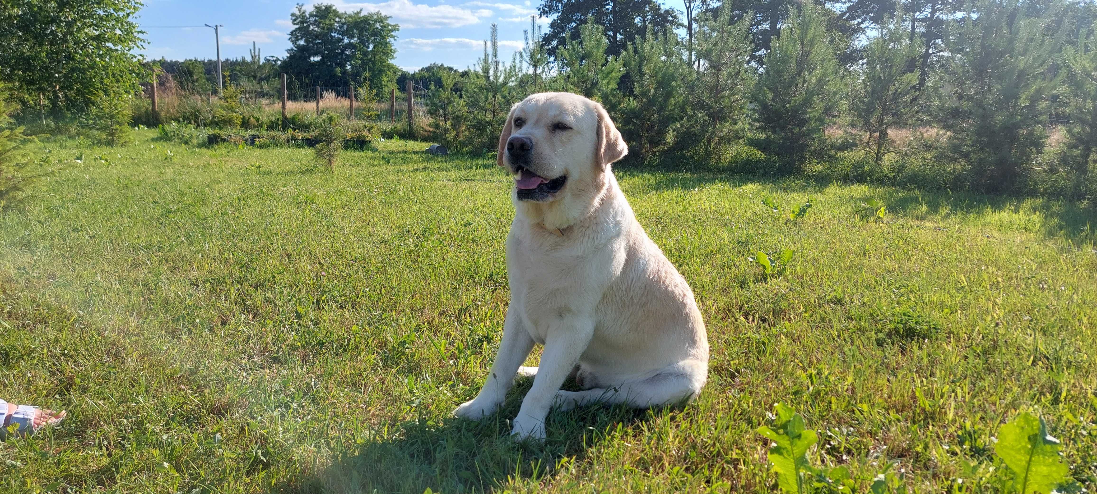 Labrador retriever czarne biszkoptowe Labradory Rasowe