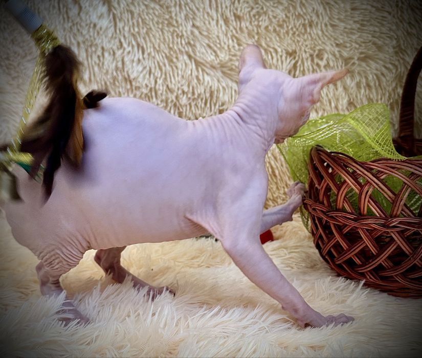 Канадский сфинкс мальчик, клуб, родословная WCF, доставка заграницу