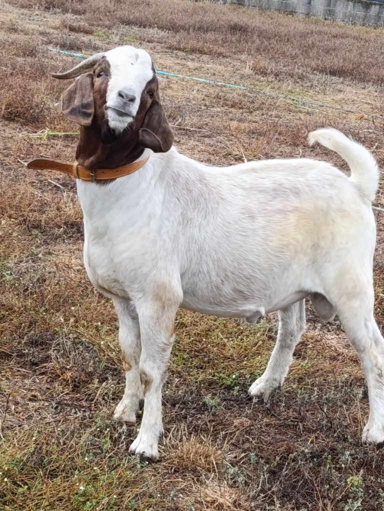 Vendo cabrito macho de raça Boer .