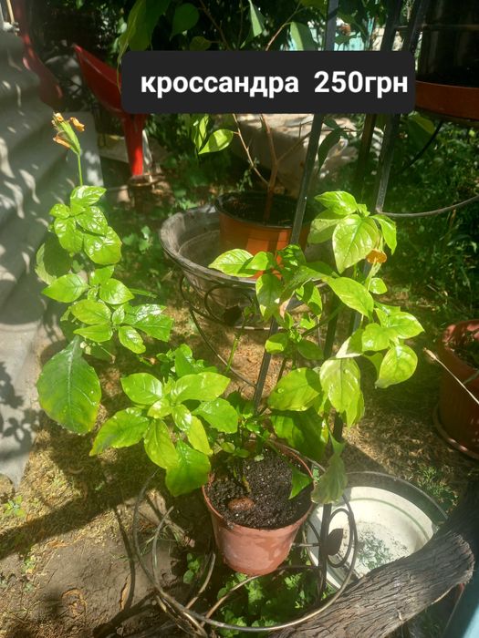 Продам цветочки.