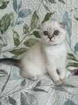 Kocięta szkocki (scottish fold, scottish straight)