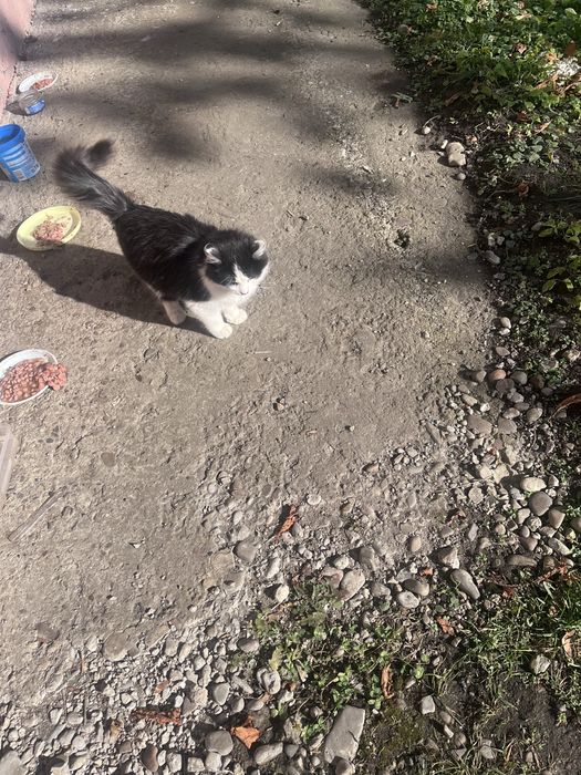 Киця Моллі в пошуках добрих господарів