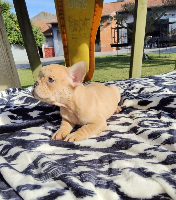 Bulldog Francês Lilac Fawn