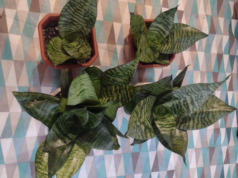 Продам вазон Сансевієрія