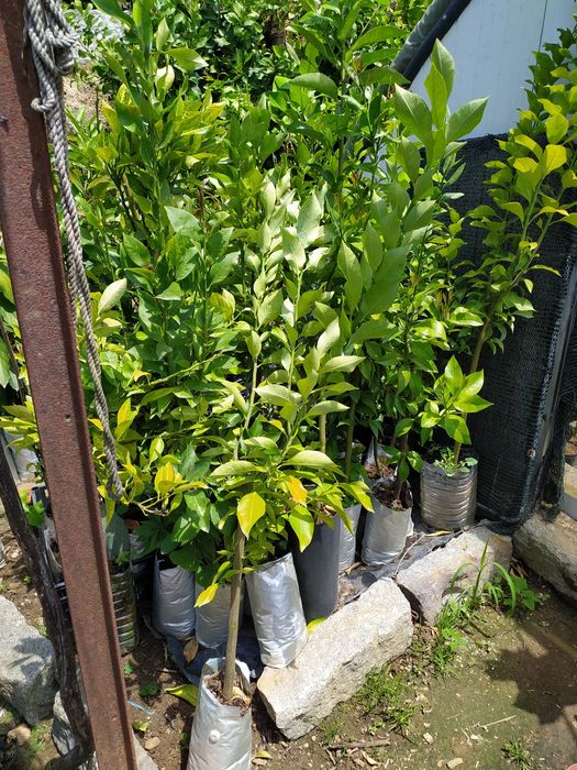 Vendo laranjeiras de sangue