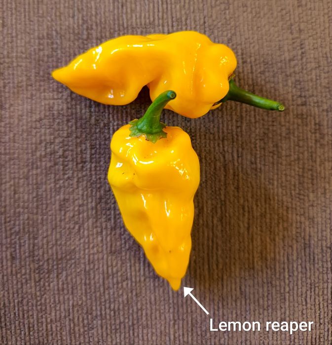 Caixa de malaguetas frescas ardência Média/Alta