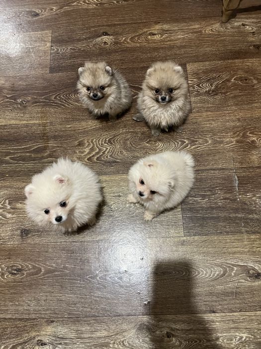 Щенки померанского шпица