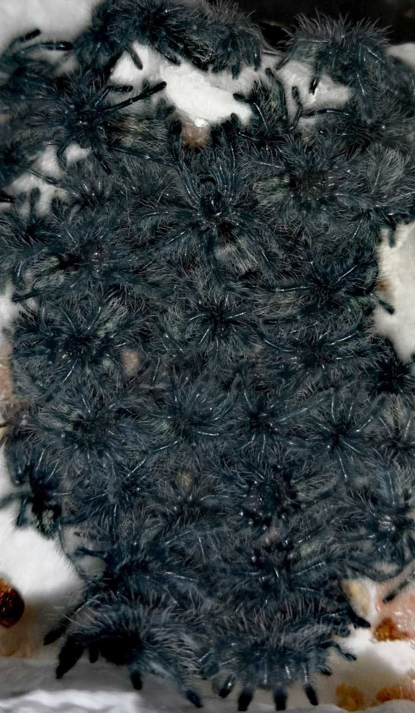 Caribena versicolor L2 pająk ptasznik i dużo innych