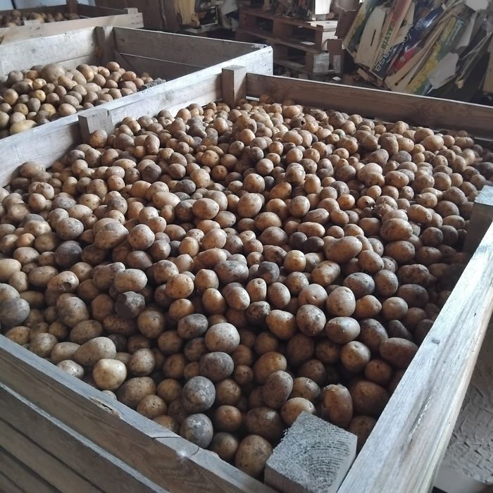 Ziemniaki paszowe odpadowe