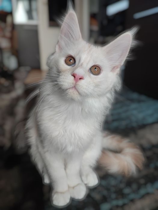 Srebrzysty Kocurek Maine Coon z Rodowodem Fpl