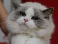 Ragdoll blue bicolor kotka hodowlana Rose Blue Kwiat Pustyni*PL