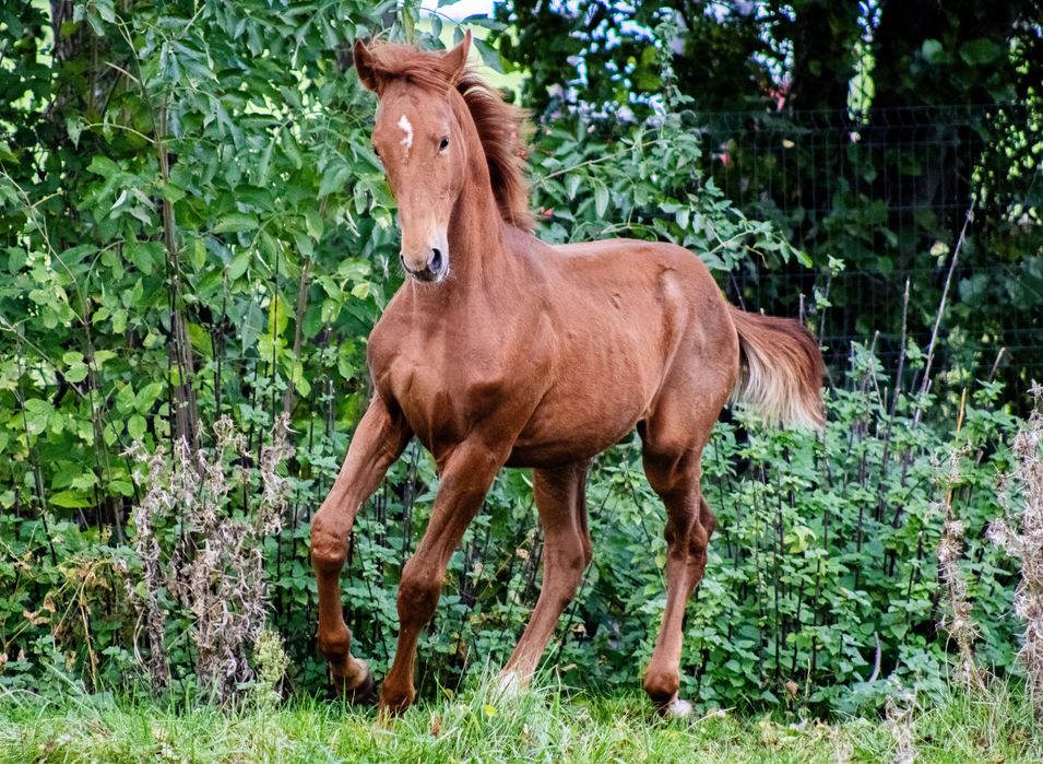 Ogierek po Magnum van den Bisschop