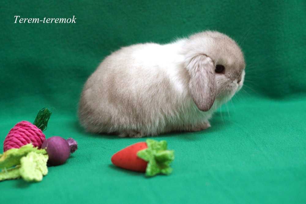 Карликовый породистый крольчонок в сиамский окрасе