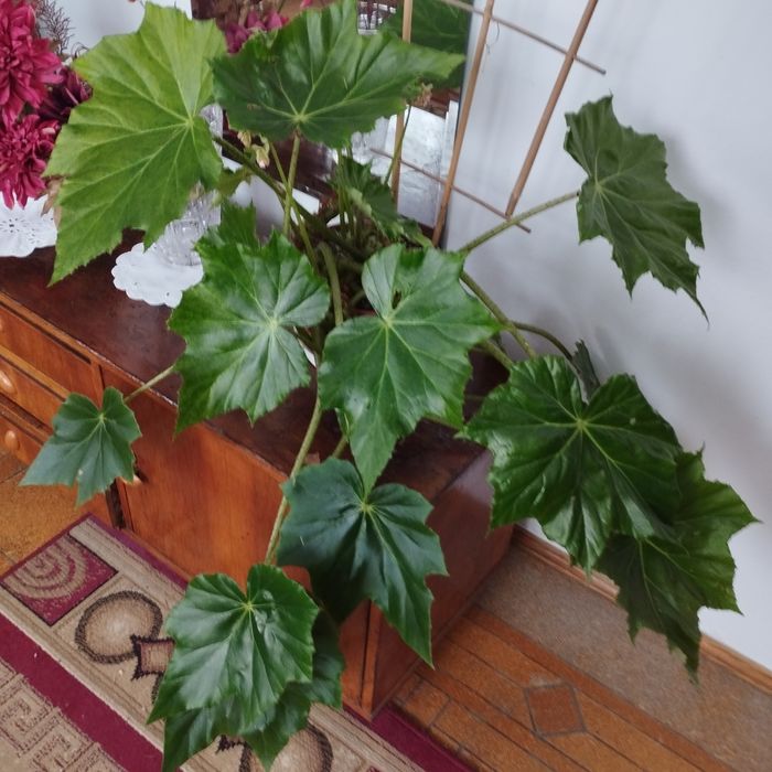 Begonia rącznikolistna