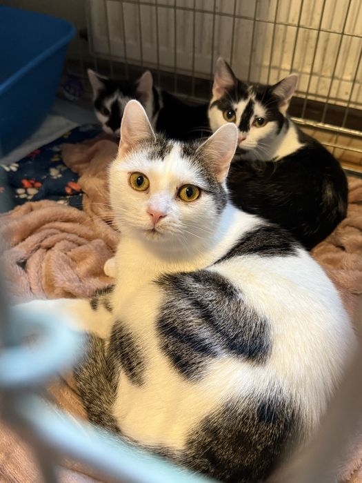 Kocurek Stefanek szuka domu