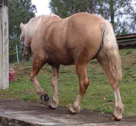 Hispano Breton Palomino