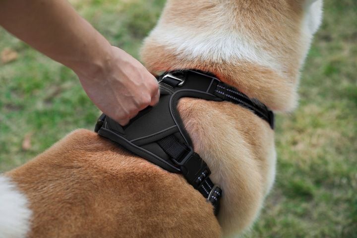 Szelki Dla Psa Guard, Owczarek, Labrador,rozm.xl