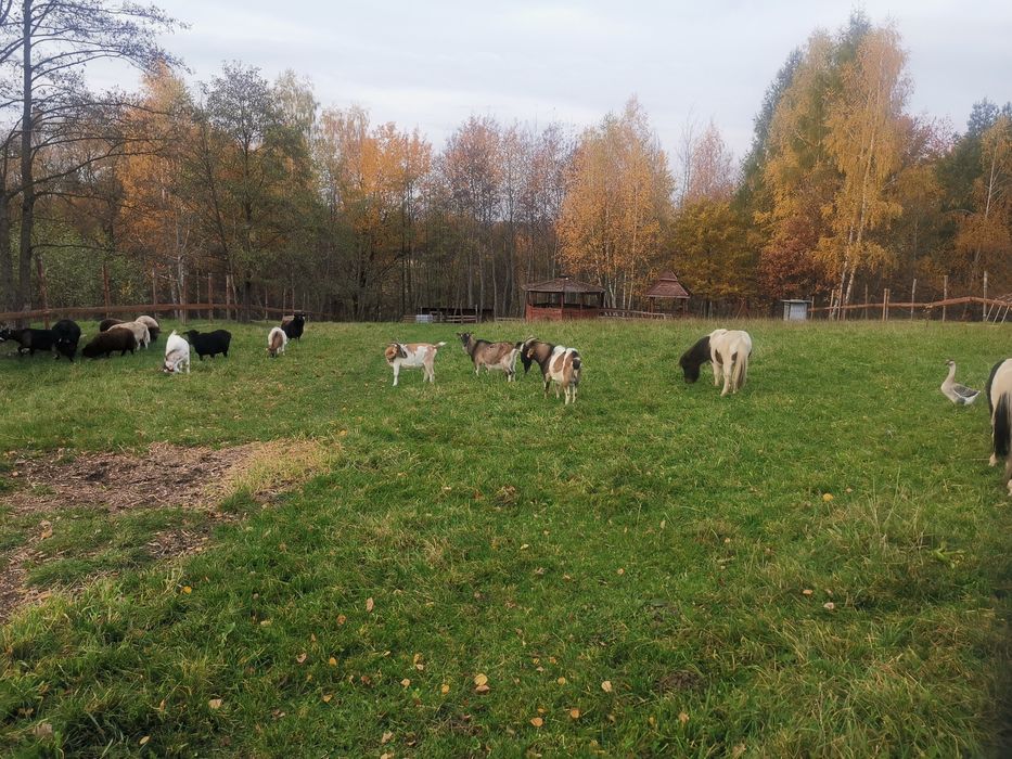 Sprzedam kozy i owce