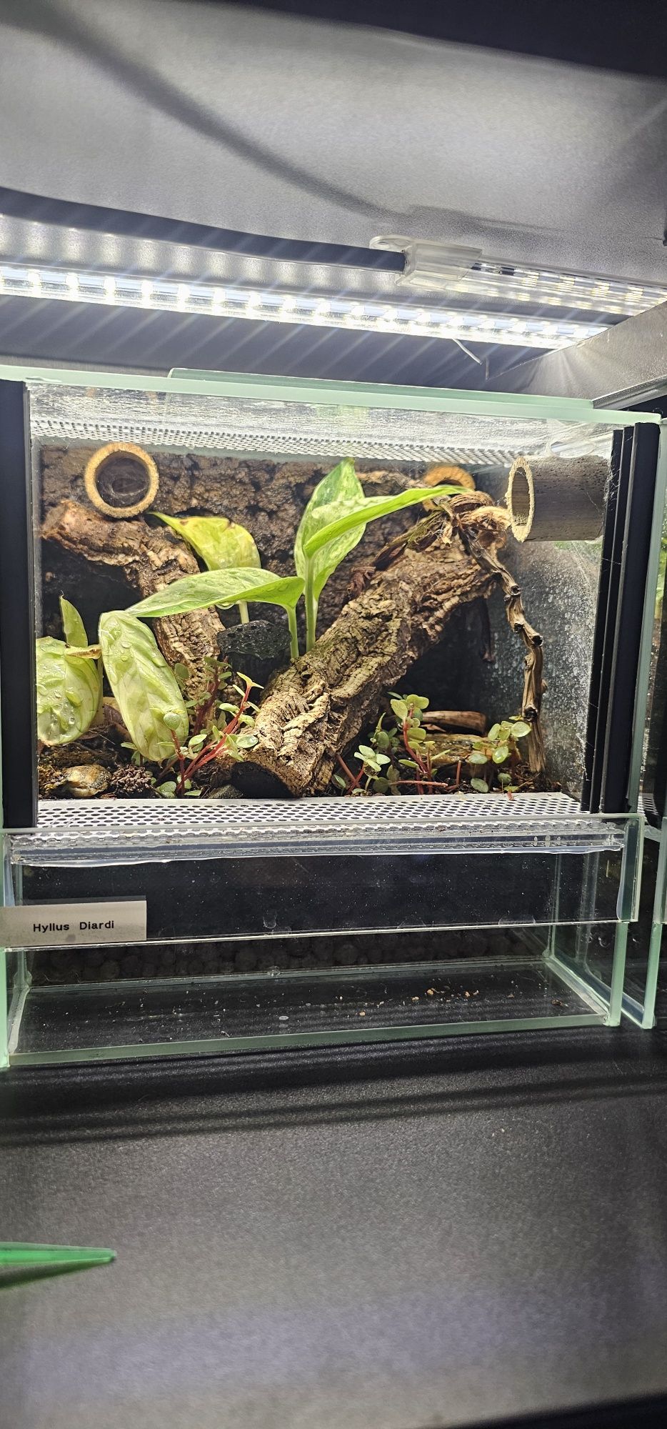 Terrarium 20x20x20. Skakun, hyllus diardi, phidippus regius, modliszka
